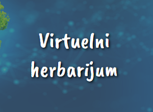 Virtuelni herbarijum